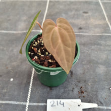 Load image into Gallery viewer, #214 Anthurium Hybrid x Hoffmanii