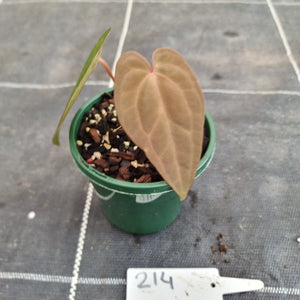 #214 Anthurium Hybrid x Hoffmanii