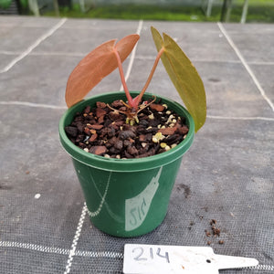 #214 Anthurium Hybrid x Hoffmanii