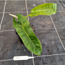 Load image into Gallery viewer, #216 Philodendron Paraiso Verde