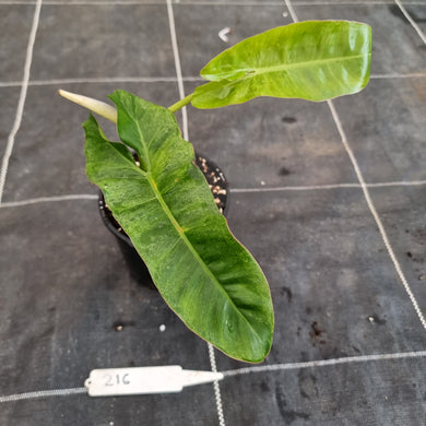 #216 Philodendron Paraiso Verde