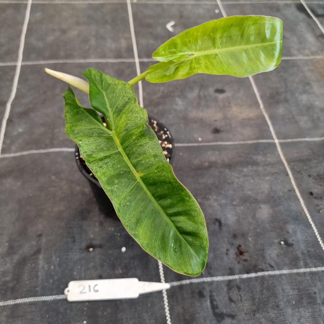 #216 Philodendron Paraiso Verde
