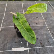 Load image into Gallery viewer, #216 Philodendron Paraiso Verde