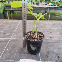 Load image into Gallery viewer, #216 Philodendron Paraiso Verde