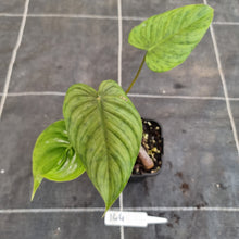 Load image into Gallery viewer, #144 Philodendron Tenue x Plowmanii