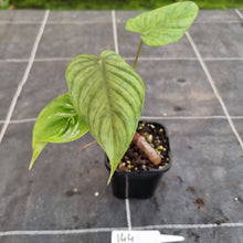 Load image into Gallery viewer, #144 Philodendron Tenue x Plowmanii