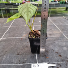 Load image into Gallery viewer, #144 Philodendron Tenue x Plowmanii