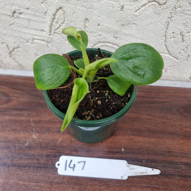 #147 Philodendron Rugosum - 'Pig Skin'