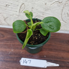 Load image into Gallery viewer, #147 Philodendron Rugosum - &#39;Pig Skin&#39;