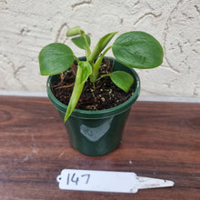 Load image into Gallery viewer, #147 Philodendron Rugosum - &#39;Pig Skin&#39;