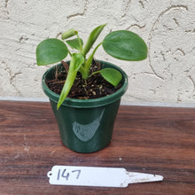 Load image into Gallery viewer, #147 Philodendron Rugosum - &#39;Pig Skin&#39;