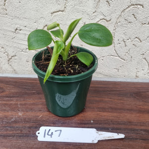 #147 Philodendron Rugosum - 'Pig Skin'