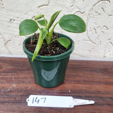 Load image into Gallery viewer, #147 Philodendron Rugosum - &#39;Pig Skin&#39;