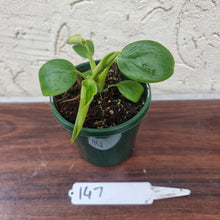 Load image into Gallery viewer, #147 Philodendron Rugosum - &#39;Pig Skin&#39;