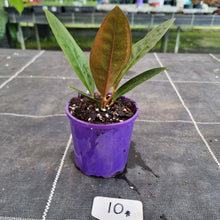 Load image into Gallery viewer, #10 Anthurium Superbum