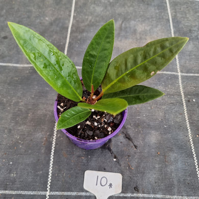 #10 Anthurium Superbum