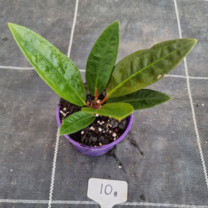 #10 Anthurium Superbum
