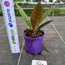 Load image into Gallery viewer, #10 Anthurium Superbum