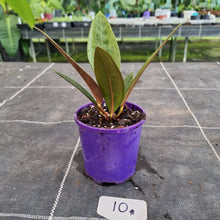 Load image into Gallery viewer, #10 Anthurium Superbum