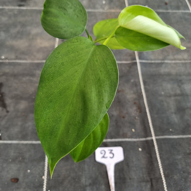 #23 Philodendron Equatorial Flat Leaf