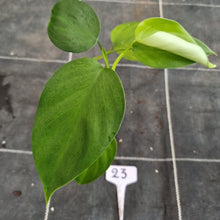 Load image into Gallery viewer, #23 Philodendron Equatorial Flat Leaf