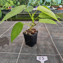 Load image into Gallery viewer, #23 Philodendron Equatorial Flat Leaf