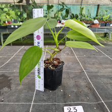 Load image into Gallery viewer, #23 Philodendron Equatorial Flat Leaf