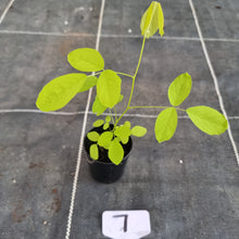 Load image into Gallery viewer, #7 Dendrolobium Umbellatum Aurea Seedling