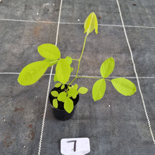 Load image into Gallery viewer, #7 Dendrolobium Umbellatum Aurea Seedling