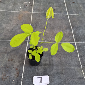 #7 Dendrolobium Umbellatum Aurea Seedling