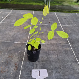 #7 Dendrolobium Umbellatum Aurea Seedling