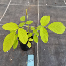 Load image into Gallery viewer, #109 Dendrolobium Umbellatum Aurea Seedling