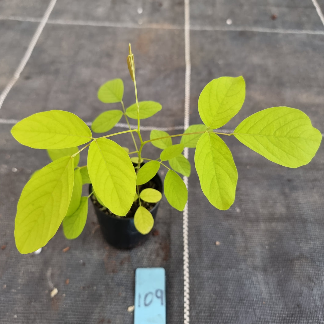 #109 Dendrolobium Umbellatum Aurea Seedling