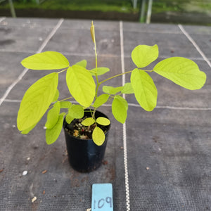 #109 Dendrolobium Umbellatum Aurea Seedling