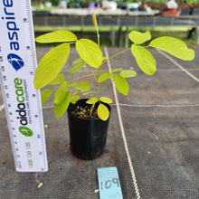 Load image into Gallery viewer, #109 Dendrolobium Umbellatum Aurea Seedling