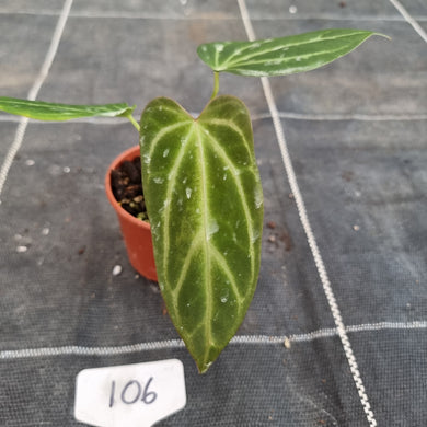 #106 Narrow Anthurium NOID