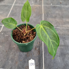 Load image into Gallery viewer, #100 Anthurium NOID