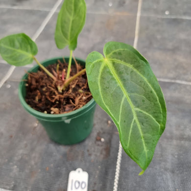 #100 Anthurium NOID