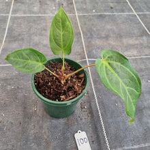 Load image into Gallery viewer, #100 Anthurium NOID