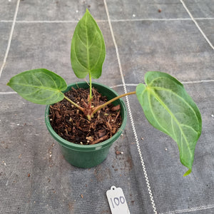 #100 Anthurium NOID