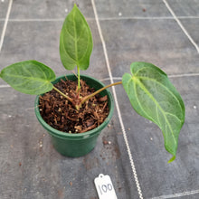Load image into Gallery viewer, #100 Anthurium NOID