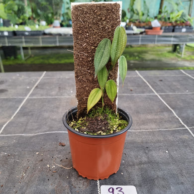 #93 Philodendron Burle Marx Fantasy