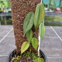 Load image into Gallery viewer, #93 Philodendron Burle Marx Fantasy