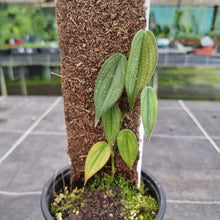 Load image into Gallery viewer, #93 Philodendron Burle Marx Fantasy