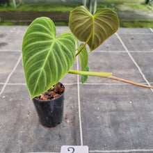 Load image into Gallery viewer, #2 Philodendron Splendid (Melanochrysum x Verrucosum)