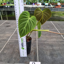 Load image into Gallery viewer, #2 Philodendron Splendid (Melanochrysum x Verrucosum)