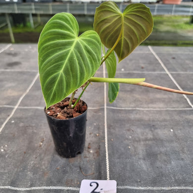 #2 Philodendron Splendid (Melanochrysum x Verrucosum)