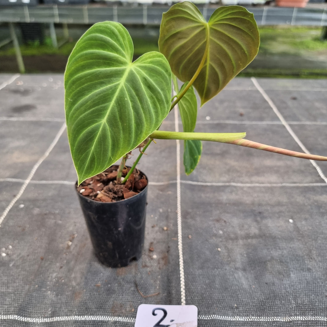 #2 Philodendron Splendid (Melanochrysum x Verrucosum)