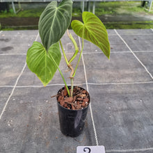 Load image into Gallery viewer, #2 Philodendron Splendid (Melanochrysum x Verrucosum)