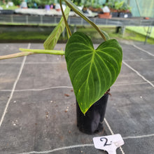 Load image into Gallery viewer, #2 Philodendron Splendid (Melanochrysum x Verrucosum)